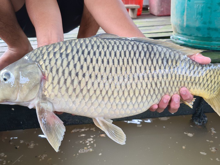 mơ thấy cá chép